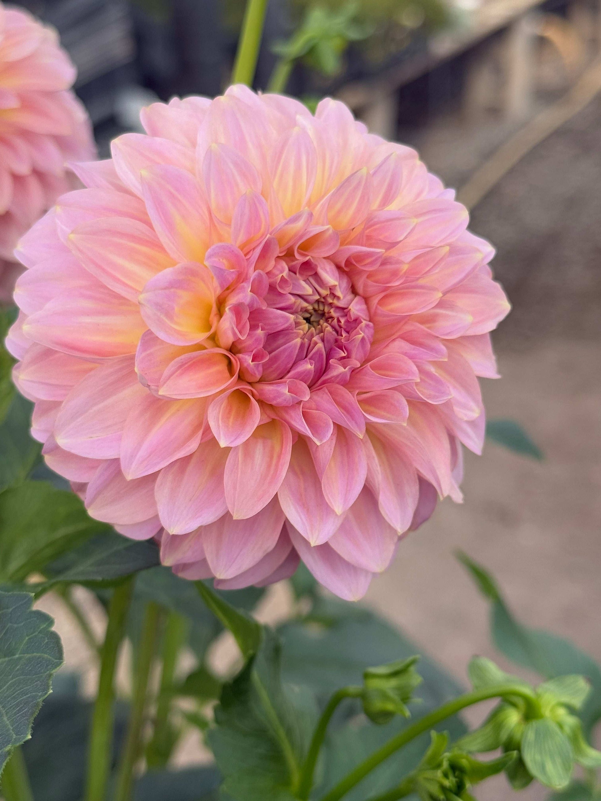 Coorabell Jessie (Rooted Cuttings)