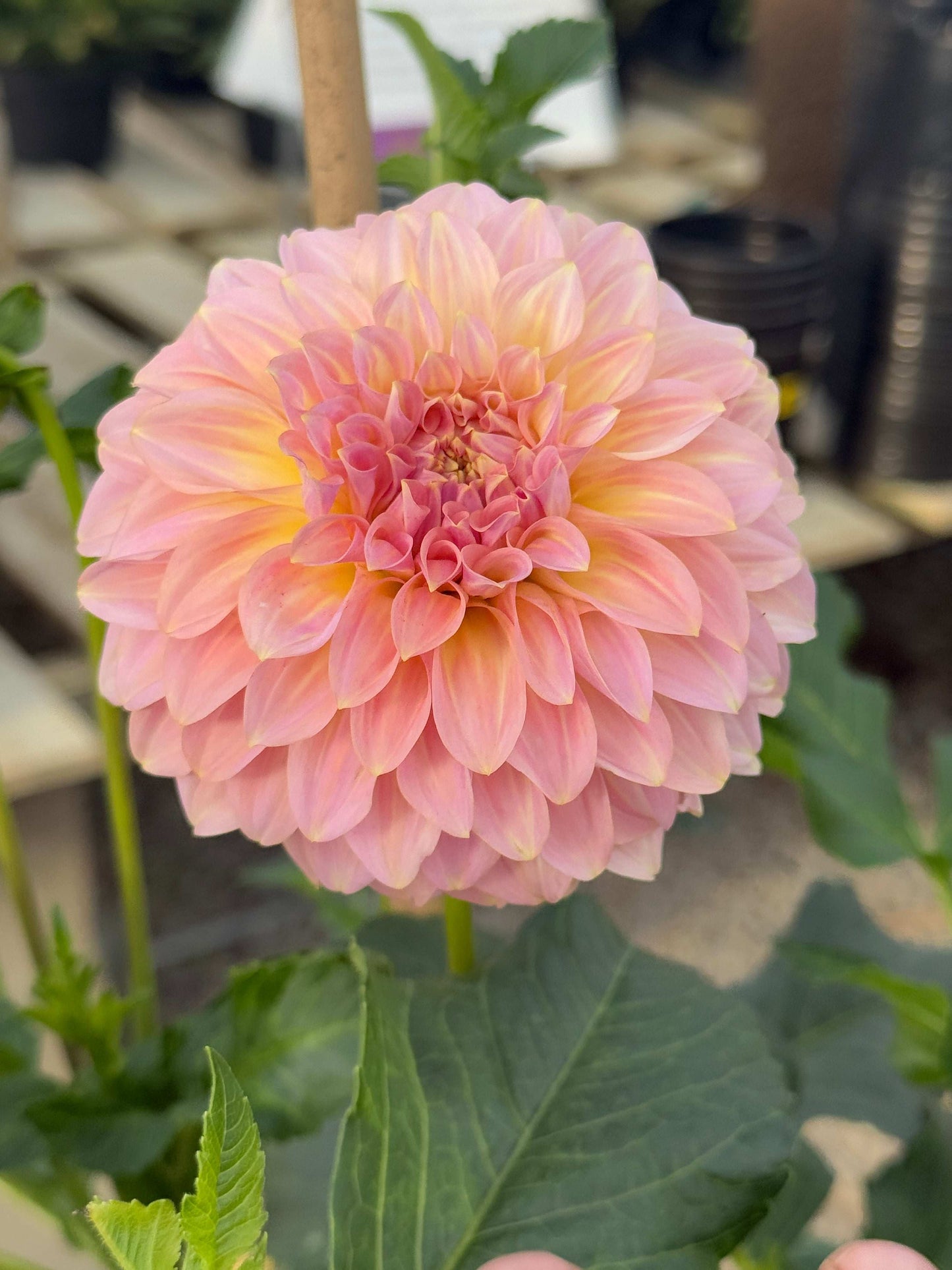 Coorabell Jessie (Rooted Cuttings)