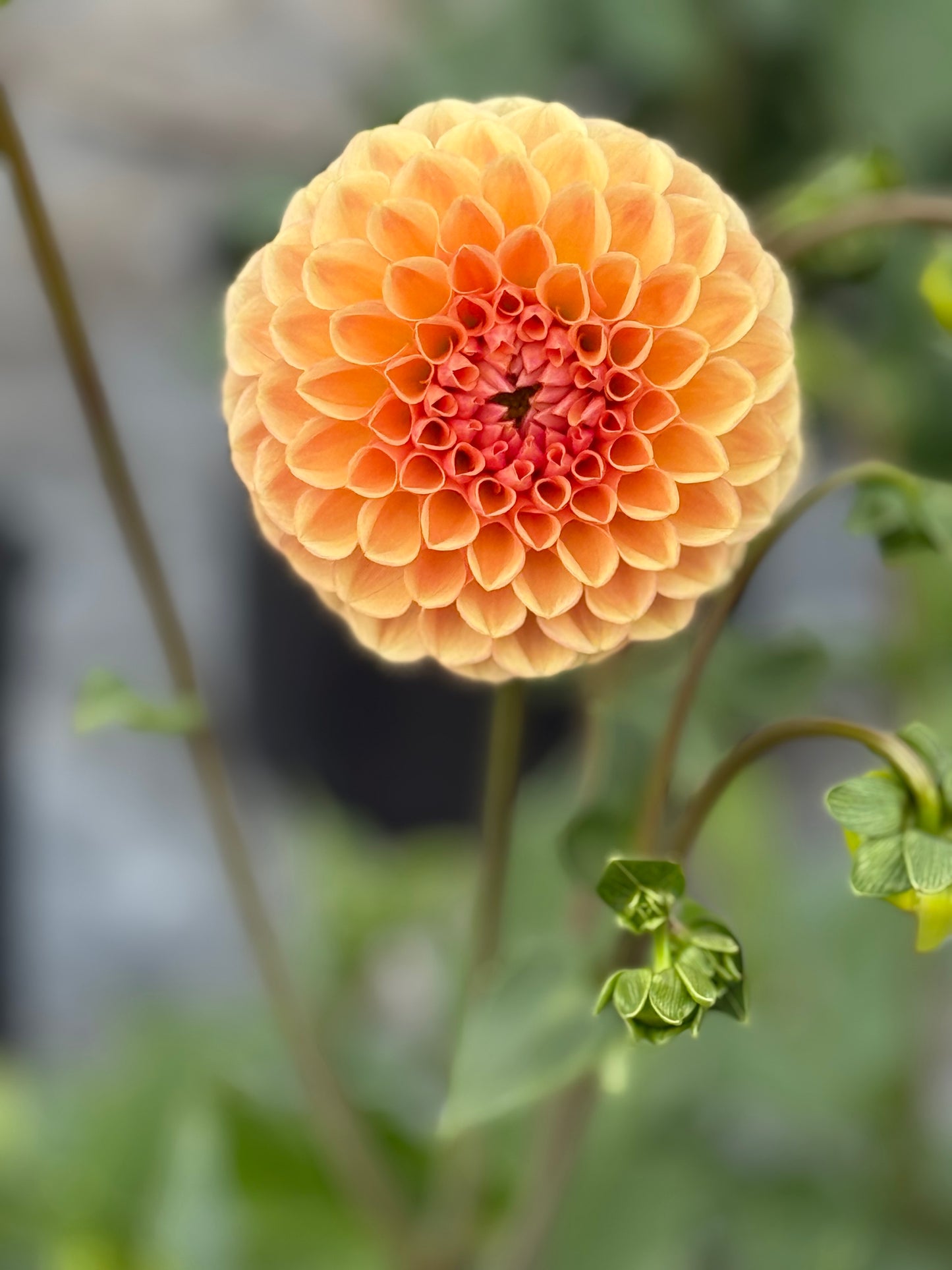 Levi's Cantaloupe (Rooted Cutting)