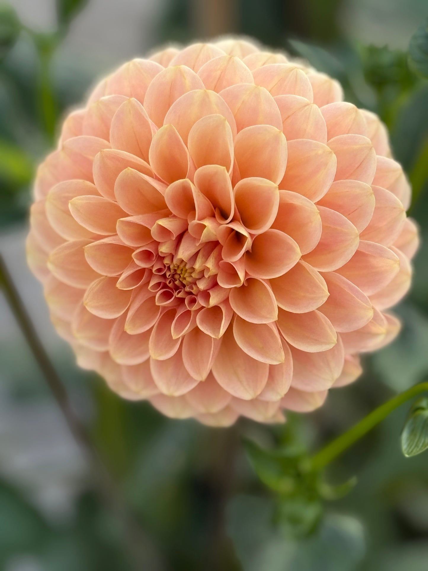 Levi's Cantaloupe (Rooted Cutting)