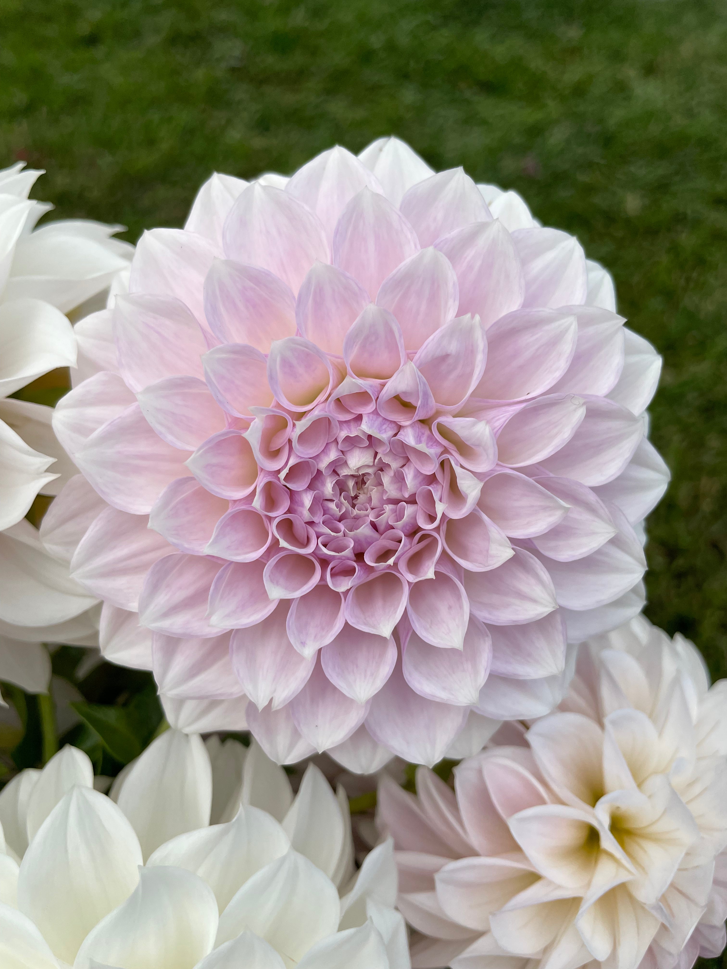 Bella Luna (1 Rooted Cutting) – Lyon Park Dahlias