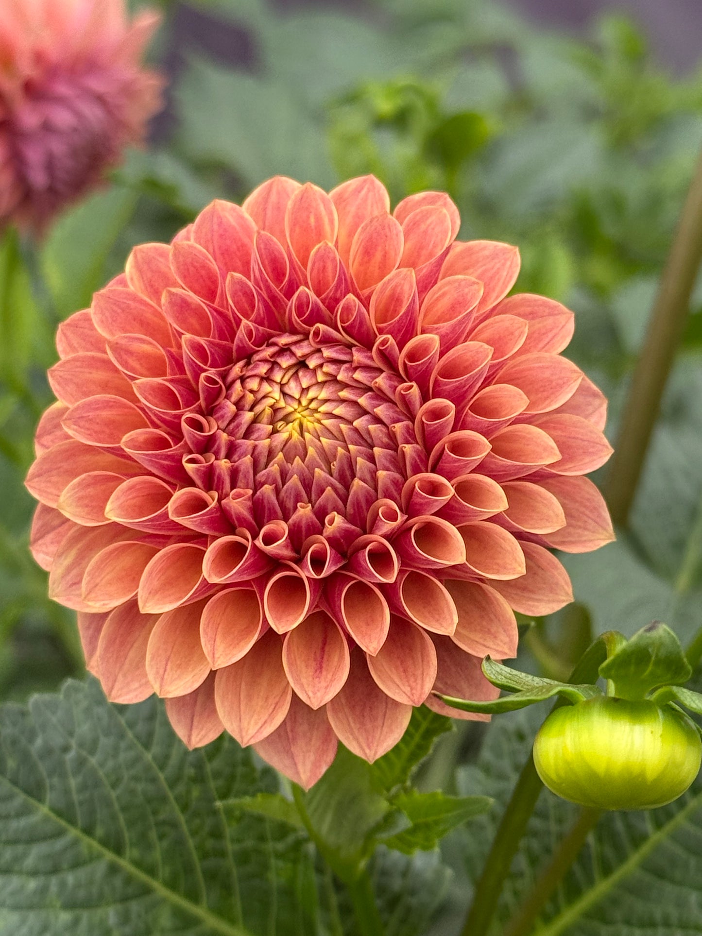 Levi's Sunfire (Rooted Cutting)