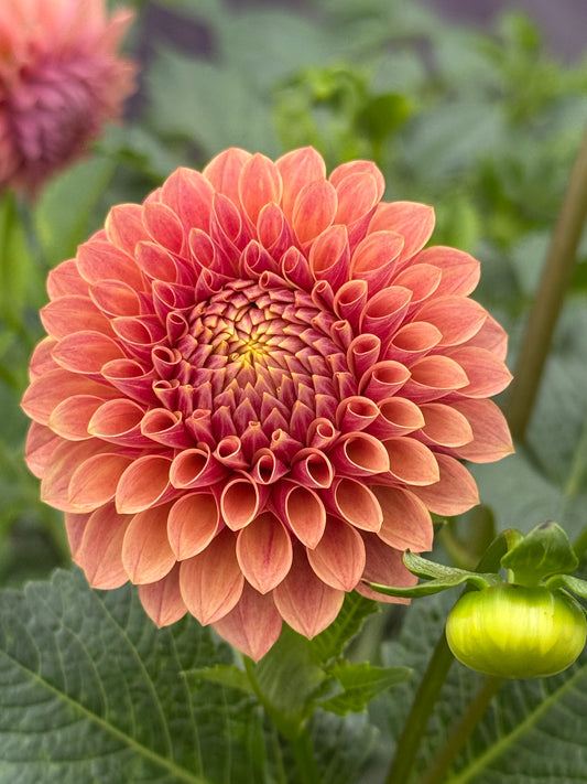 Levi's Sunfire (Rooted Cutting)