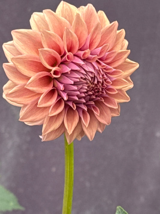 Lee's Swiss Miss (Rooted Cutting)