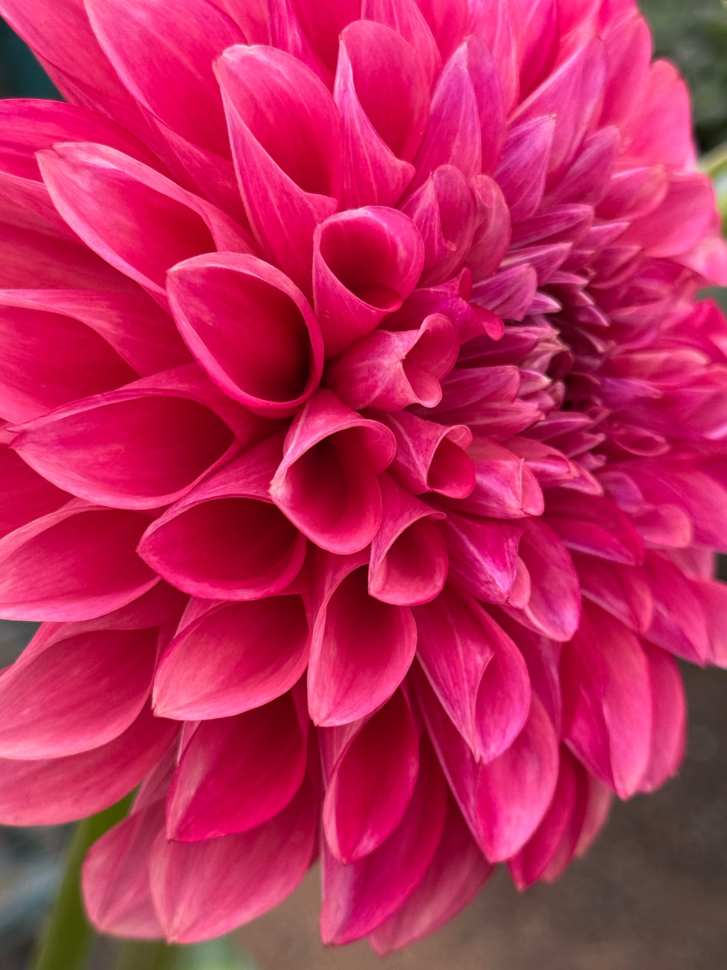 Florelie Candice (Rooted Cuttings)