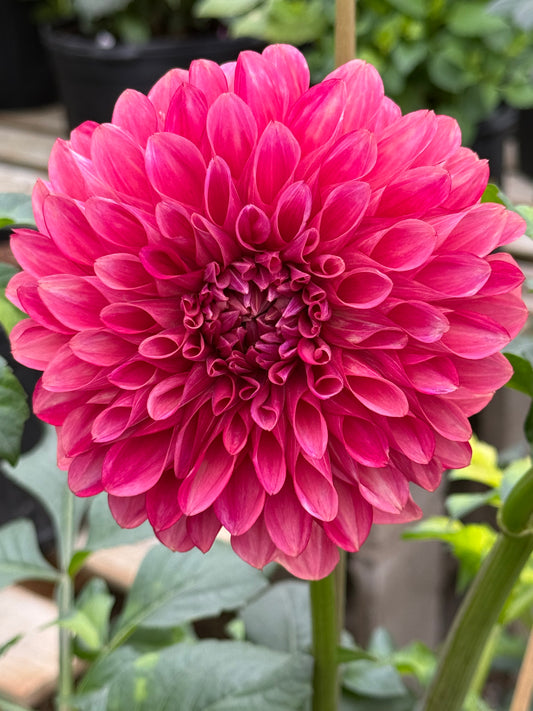 Florelie Candice (Rooted Cuttings)