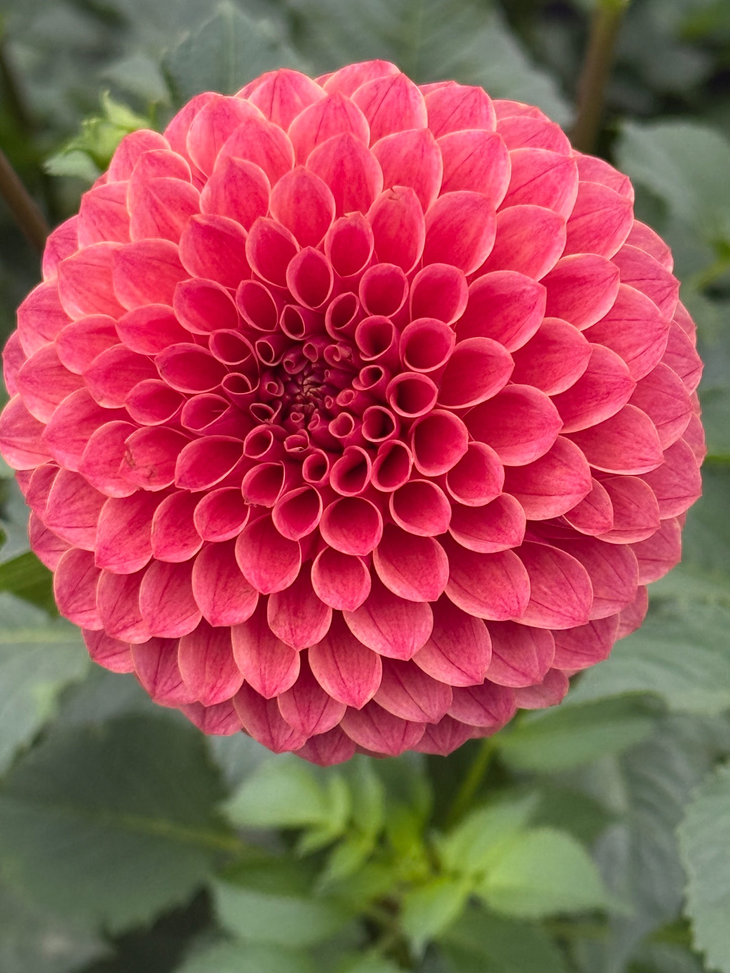 Levi's Sunfire (Rooted Cutting)