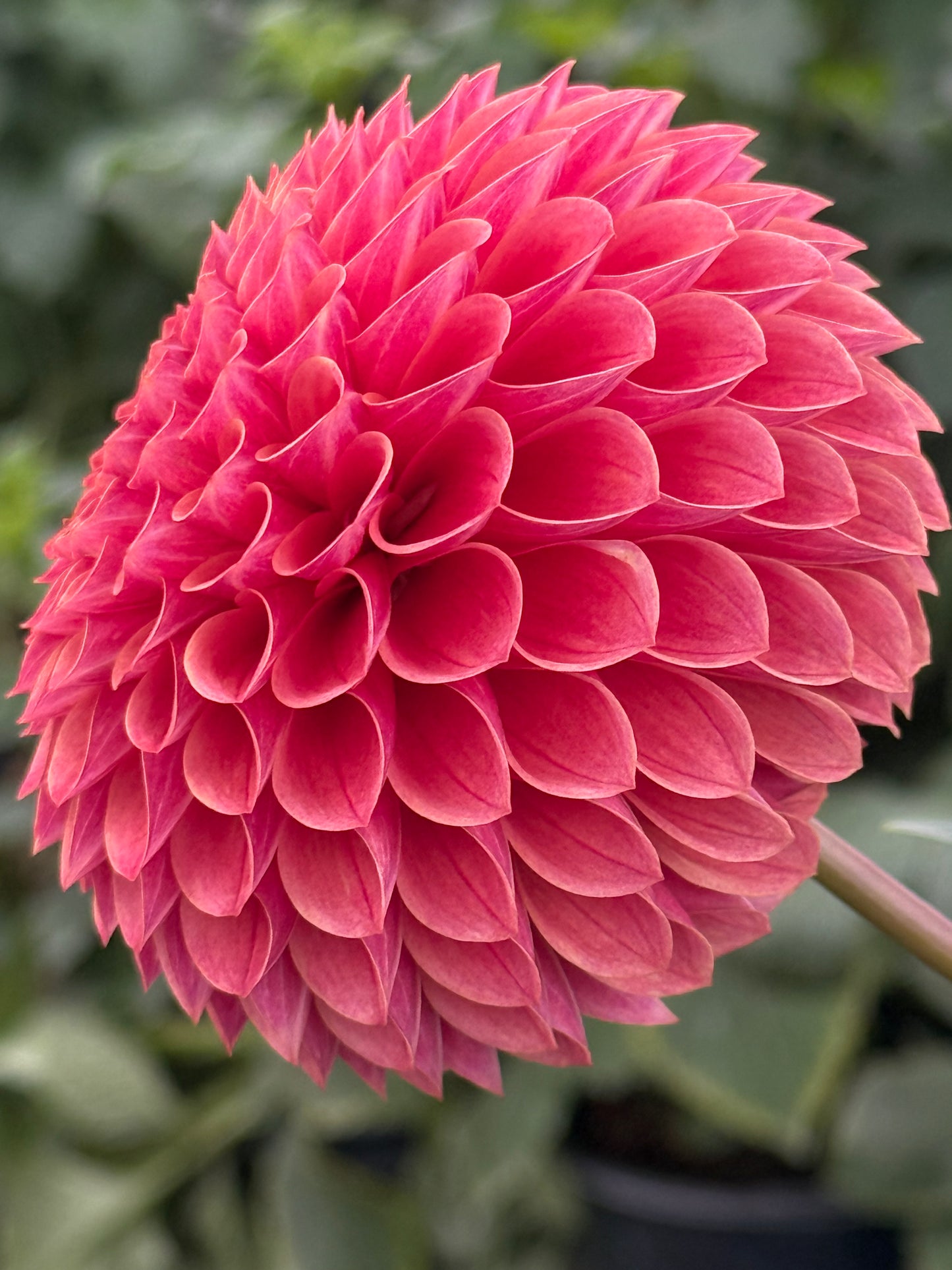 Levi's Sunfire (Rooted Cutting)