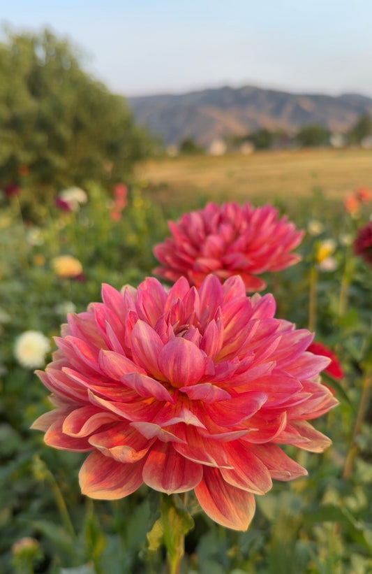 Hollyhill Daydream (Tuber)