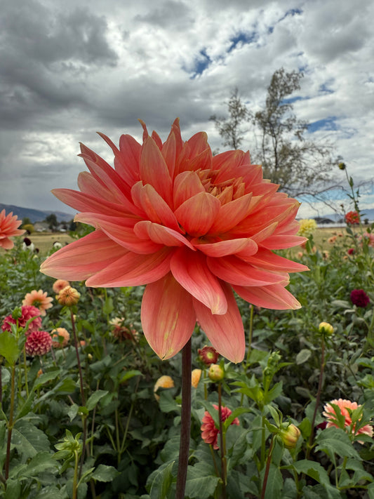 Carolina Wagemans (Tuber)