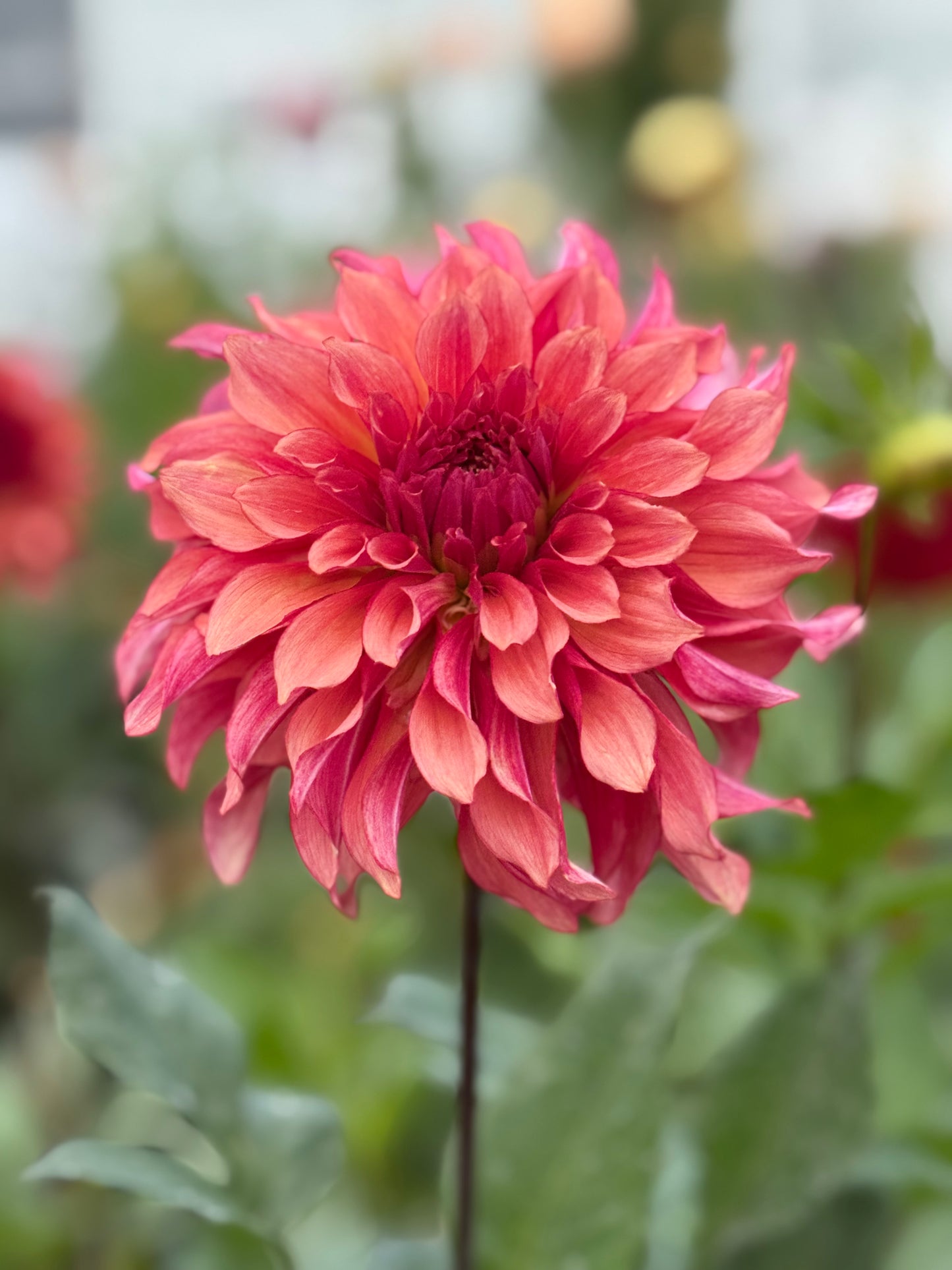 Lakeview Storm (Tuber)