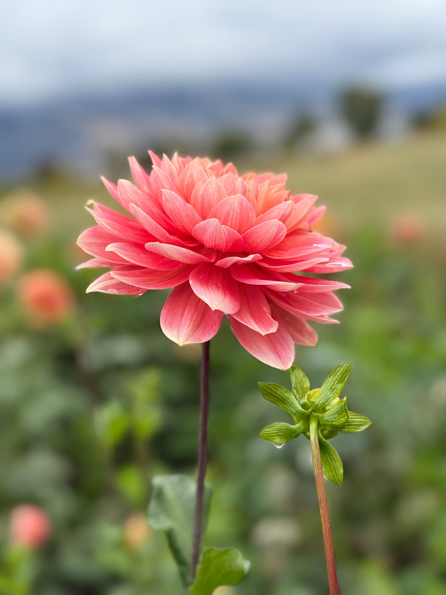 Carolina Wagemans (Tuber)