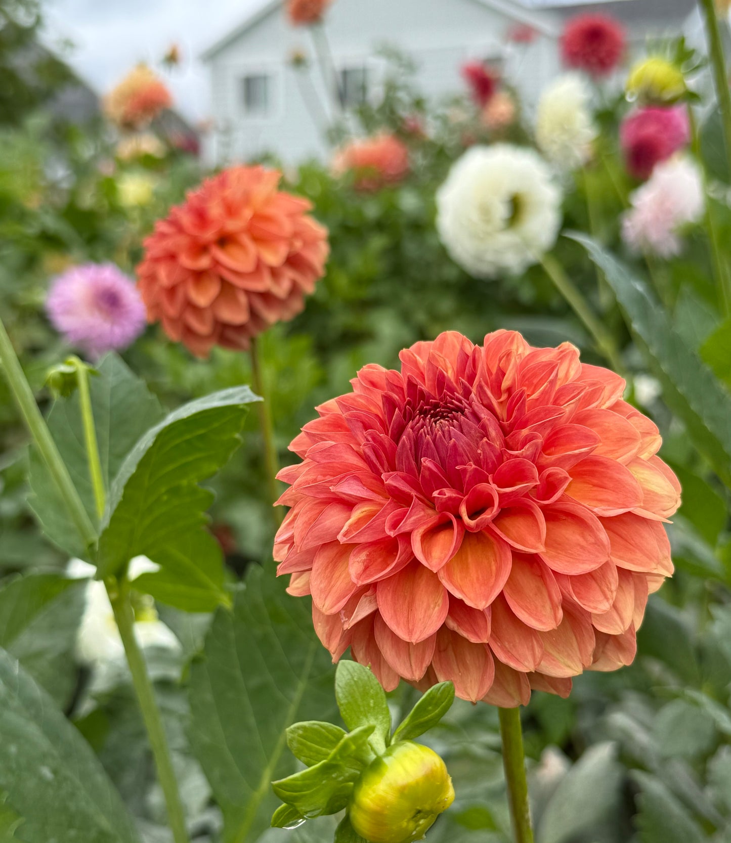 Ferncliff Apricot (Tuber)