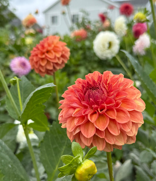 Ferncliff Apricot (Tuber)