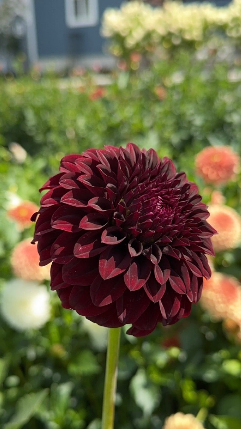 Fidalgo Black (Tuber)