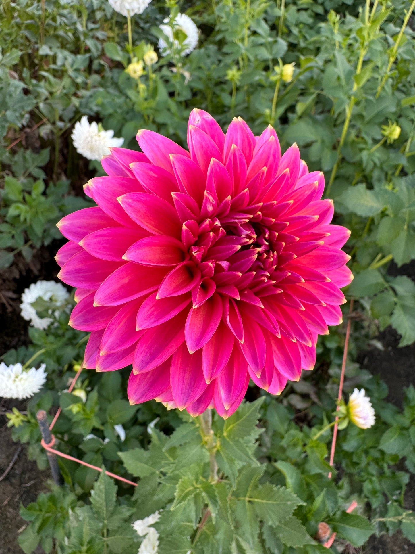 Bloomquist Mojo (Tuber)