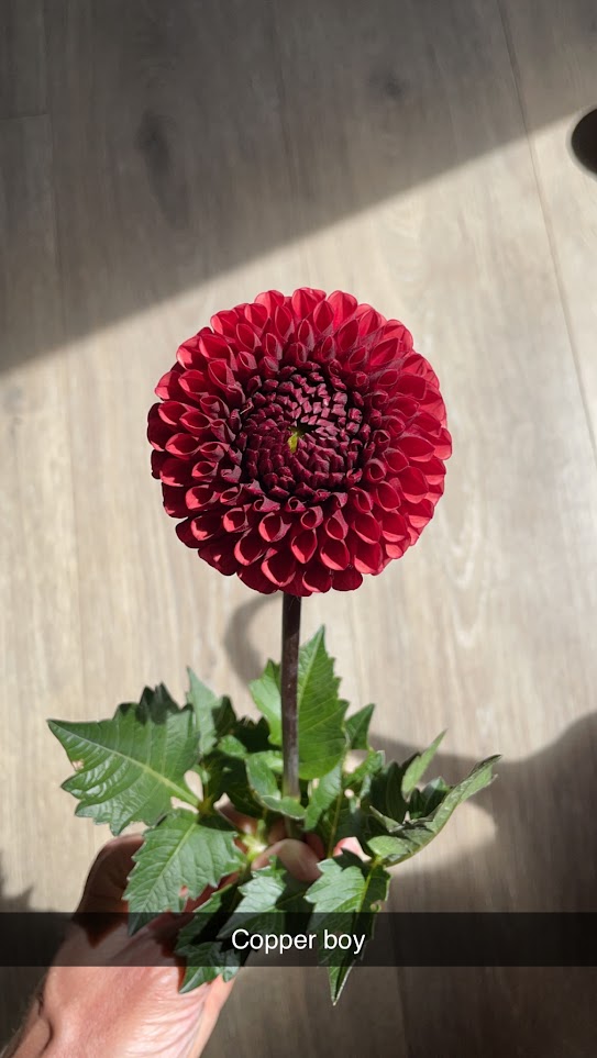 Copper Boy Dahlia Rooted Cutting