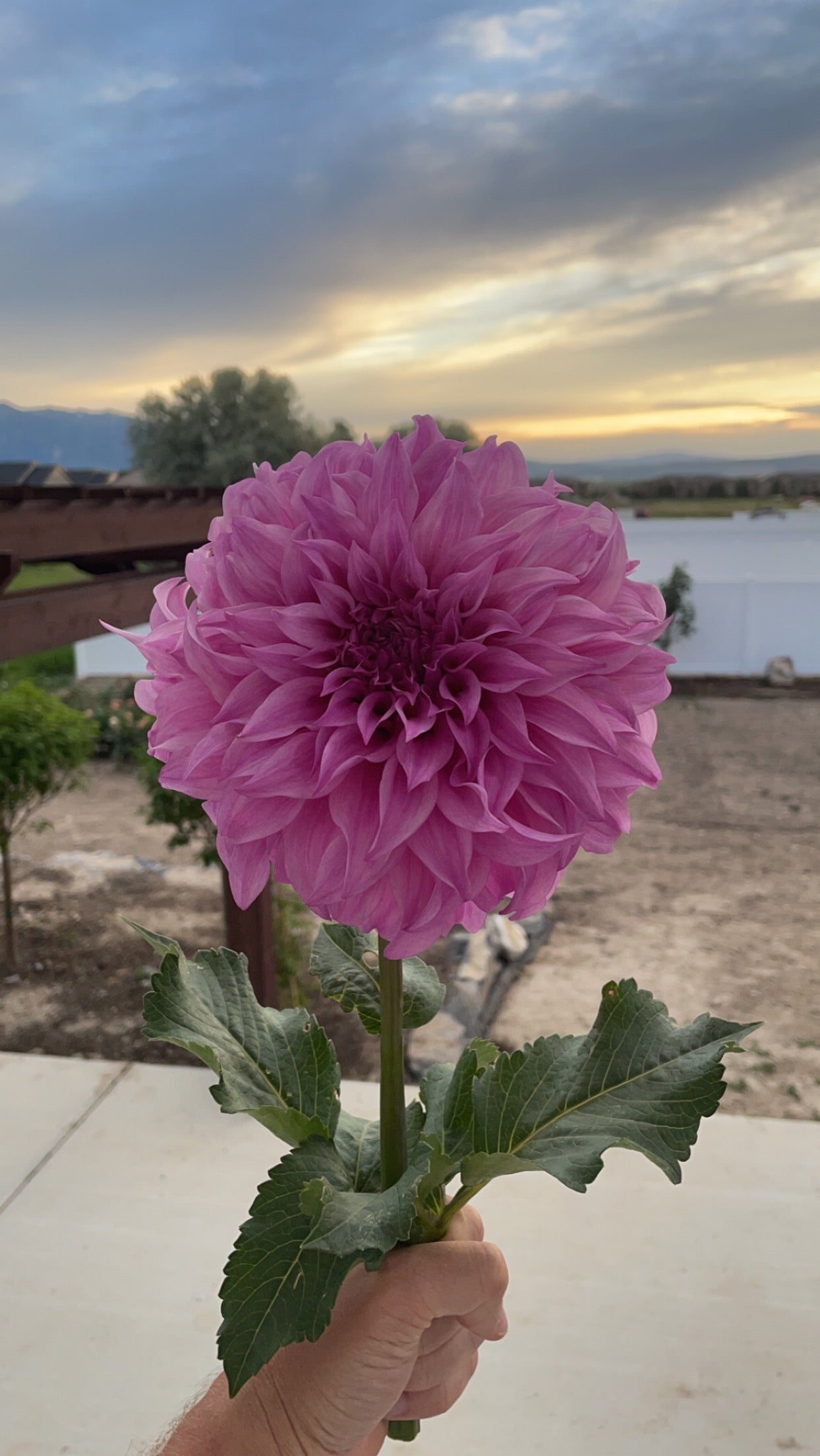 Vassio Meggos (Tuber)