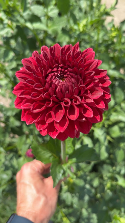 Sheval Megan (Tuber)