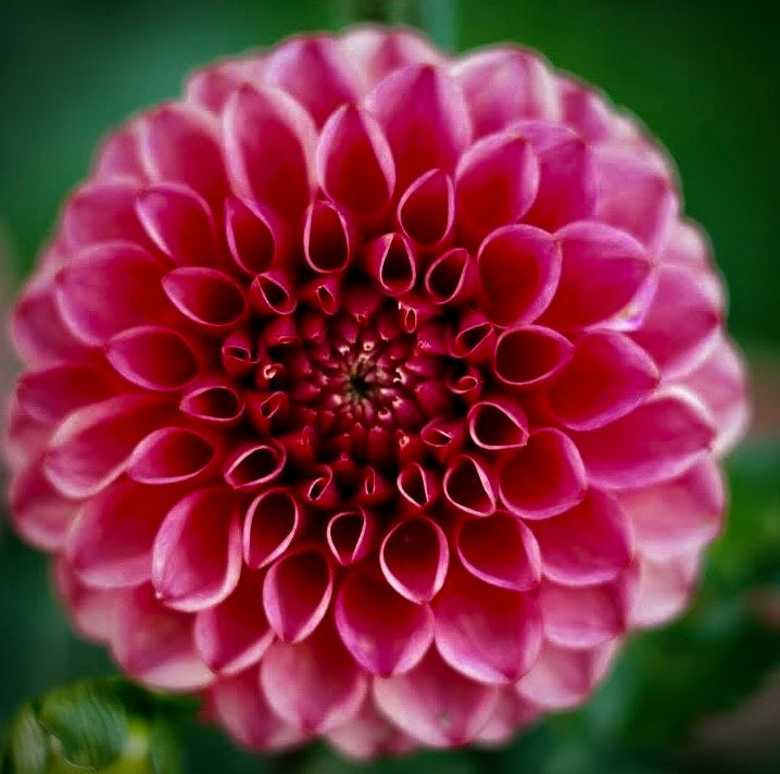 Levi's Tomato (Rooted Cuttings)