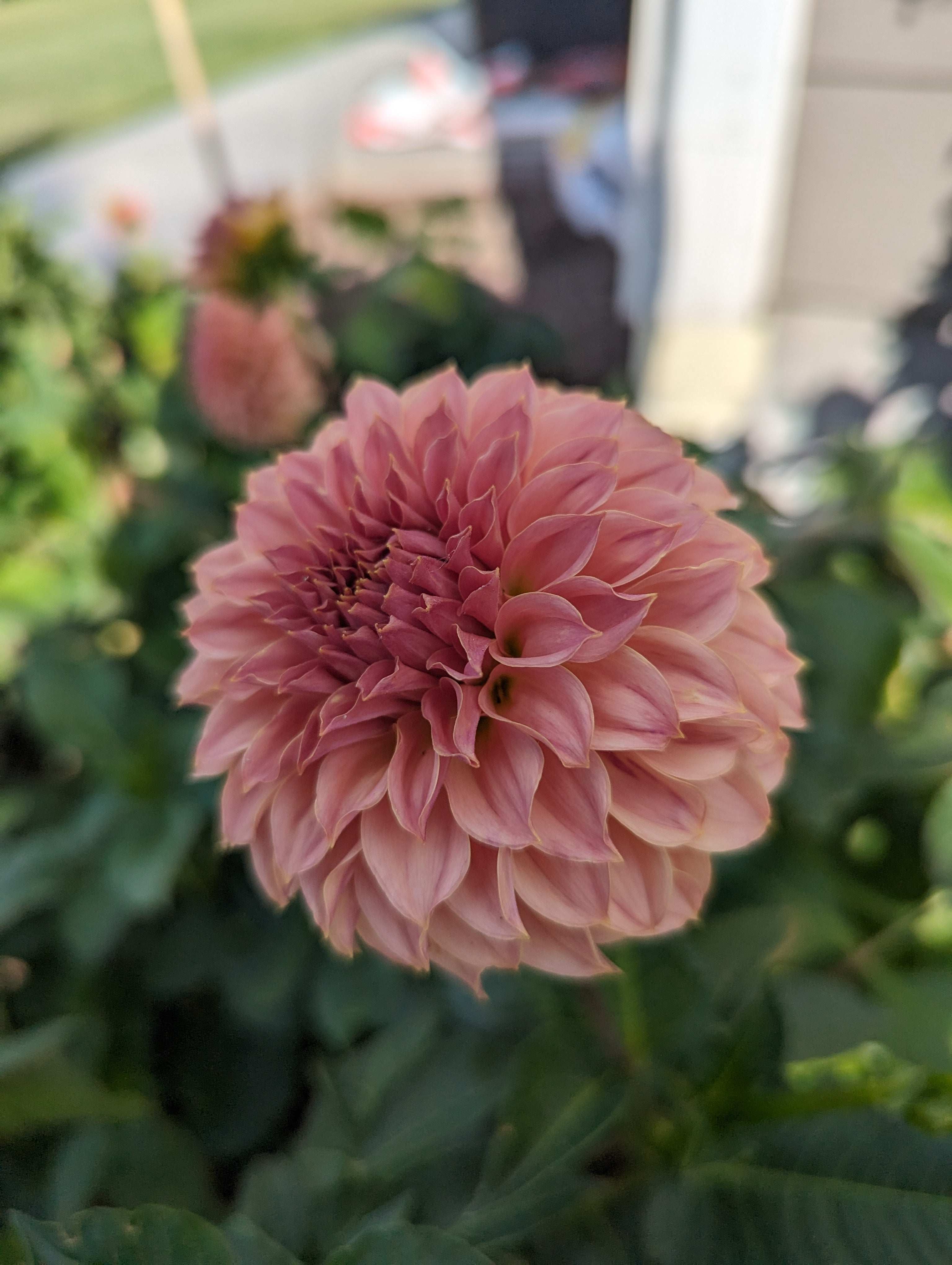 Coral Sea (Rooted Cutting) – Lyon Park Dahlias