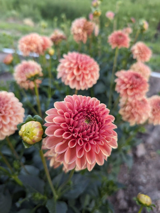 Apricot Jam (Rooted Cutting)