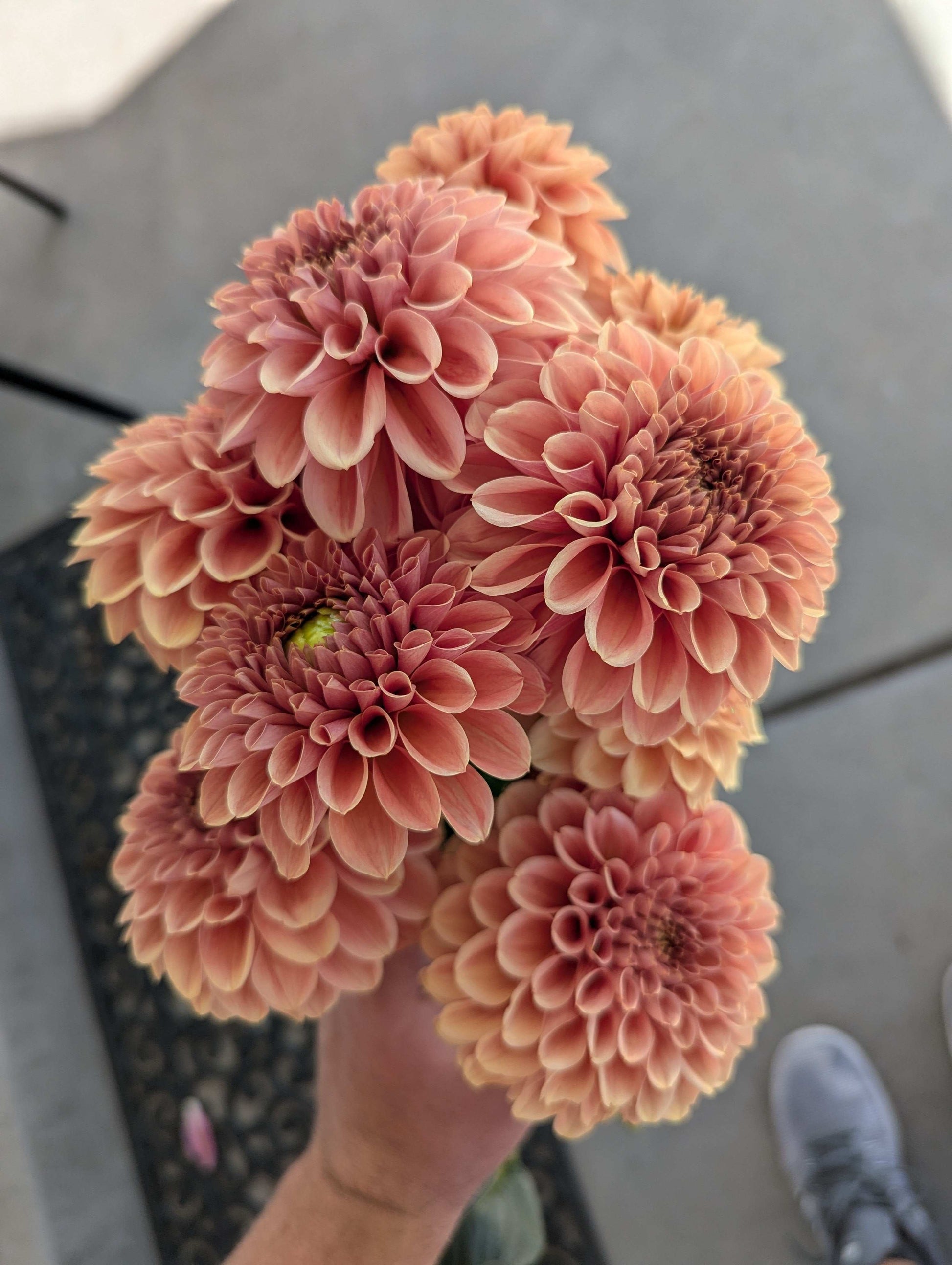 Apricot Jam (Rooted Cutting)
