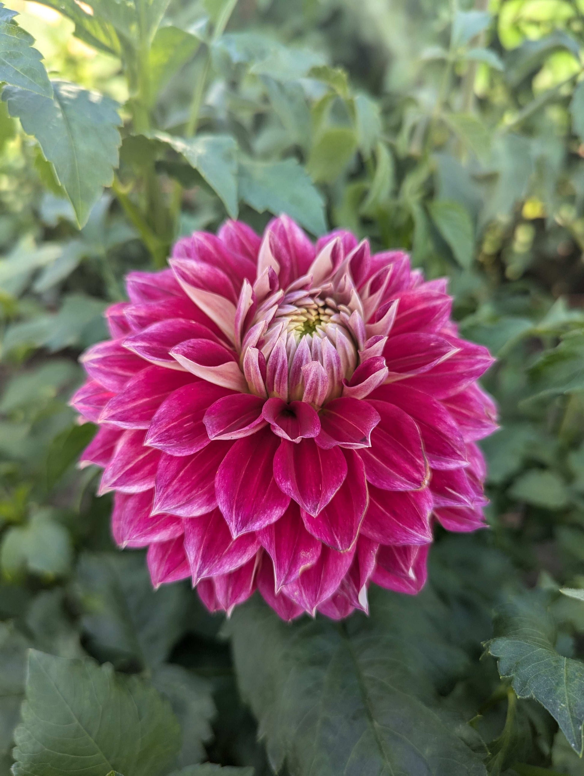 Hapet Cinderella (Rooted Cuttings)