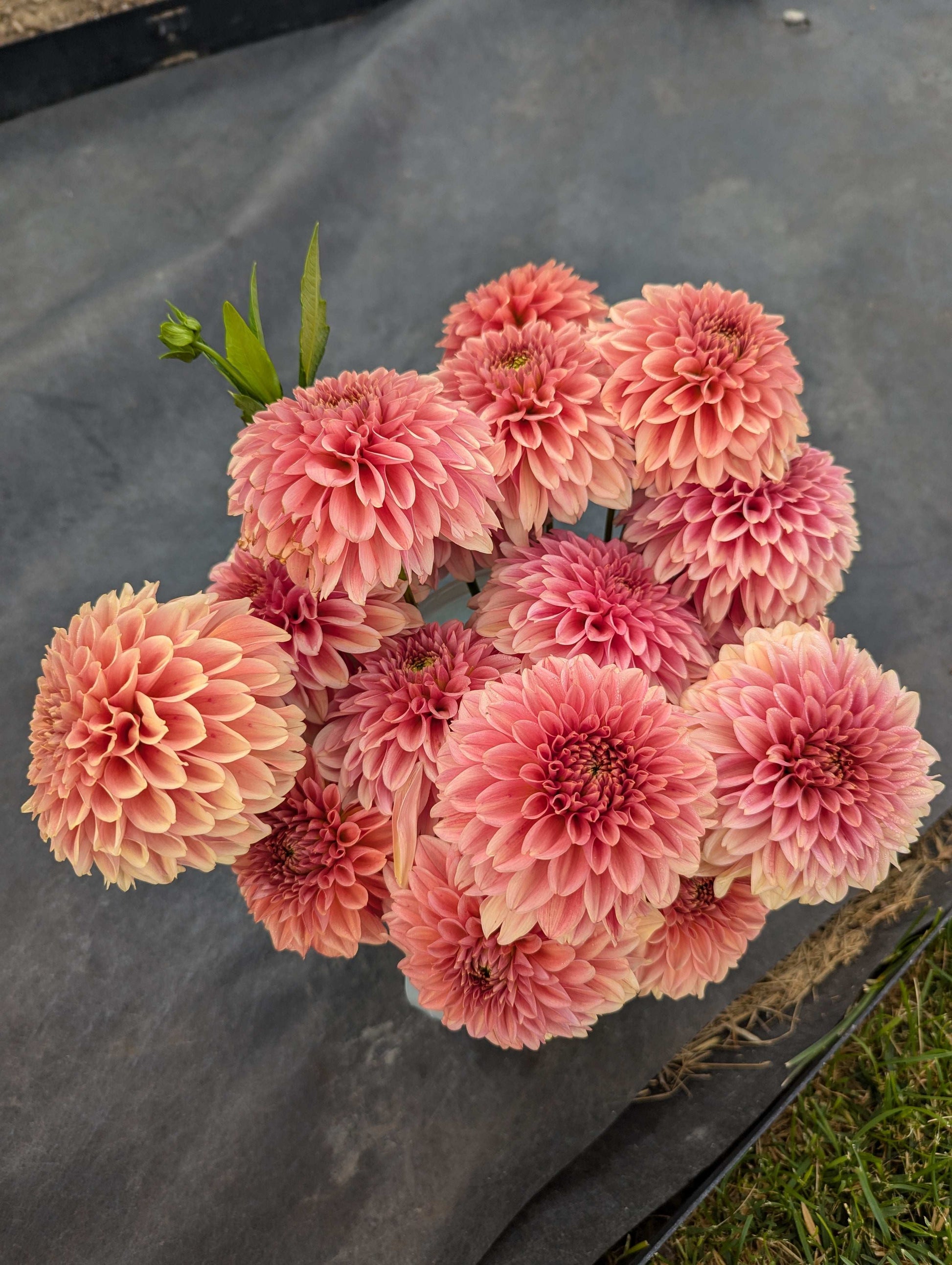 Apricot Jam (Rooted Cutting)