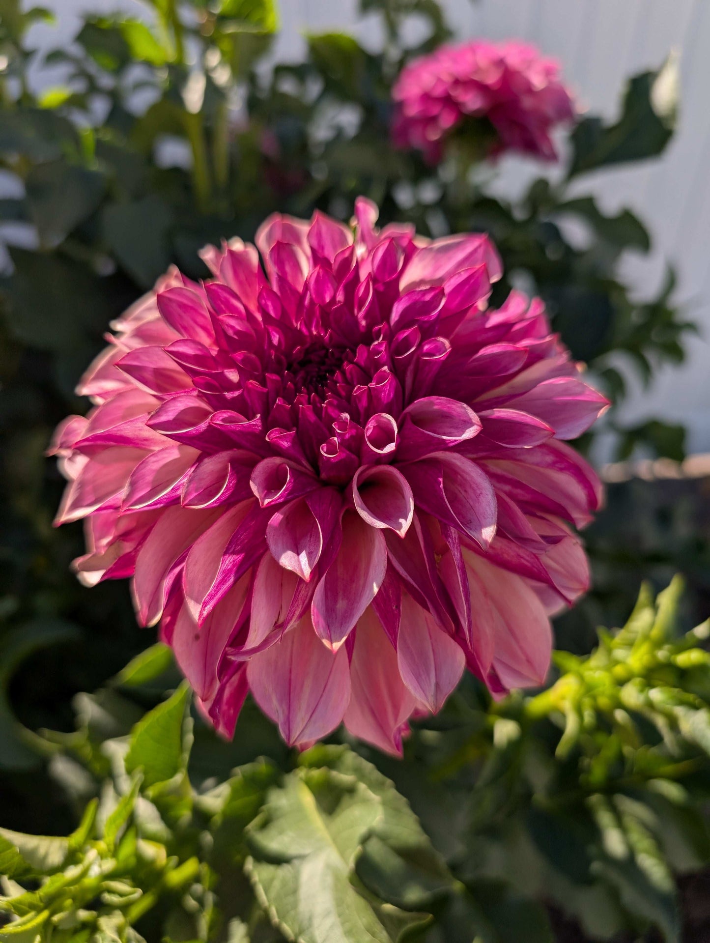 Cafe Mauve (Rooted Cutting)