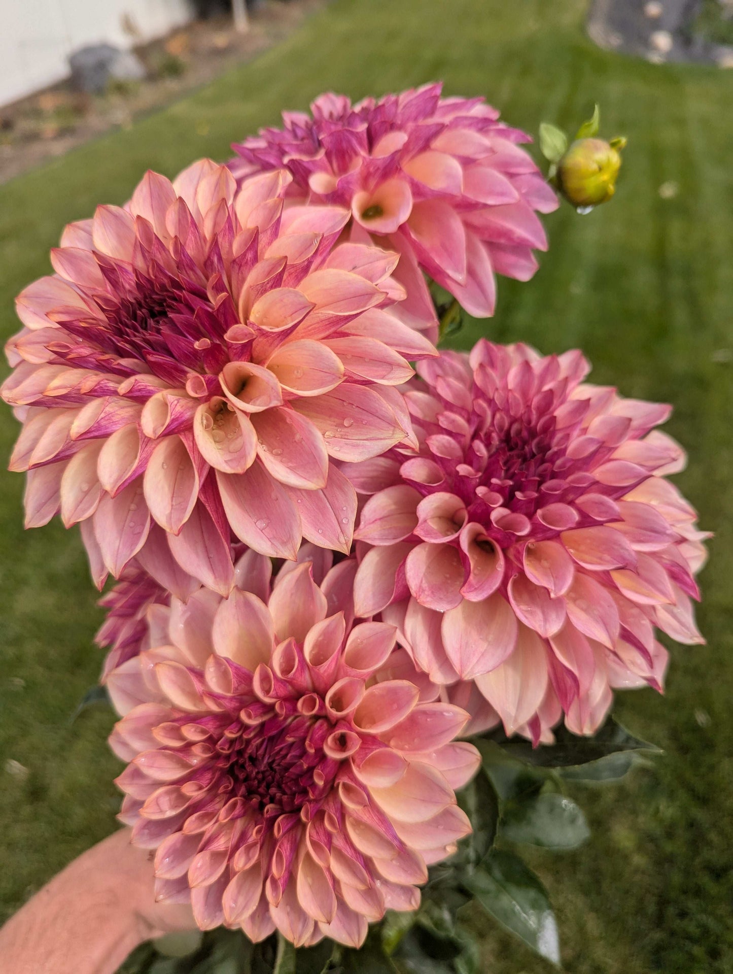 Cafe Mauve (Rooted Cutting)