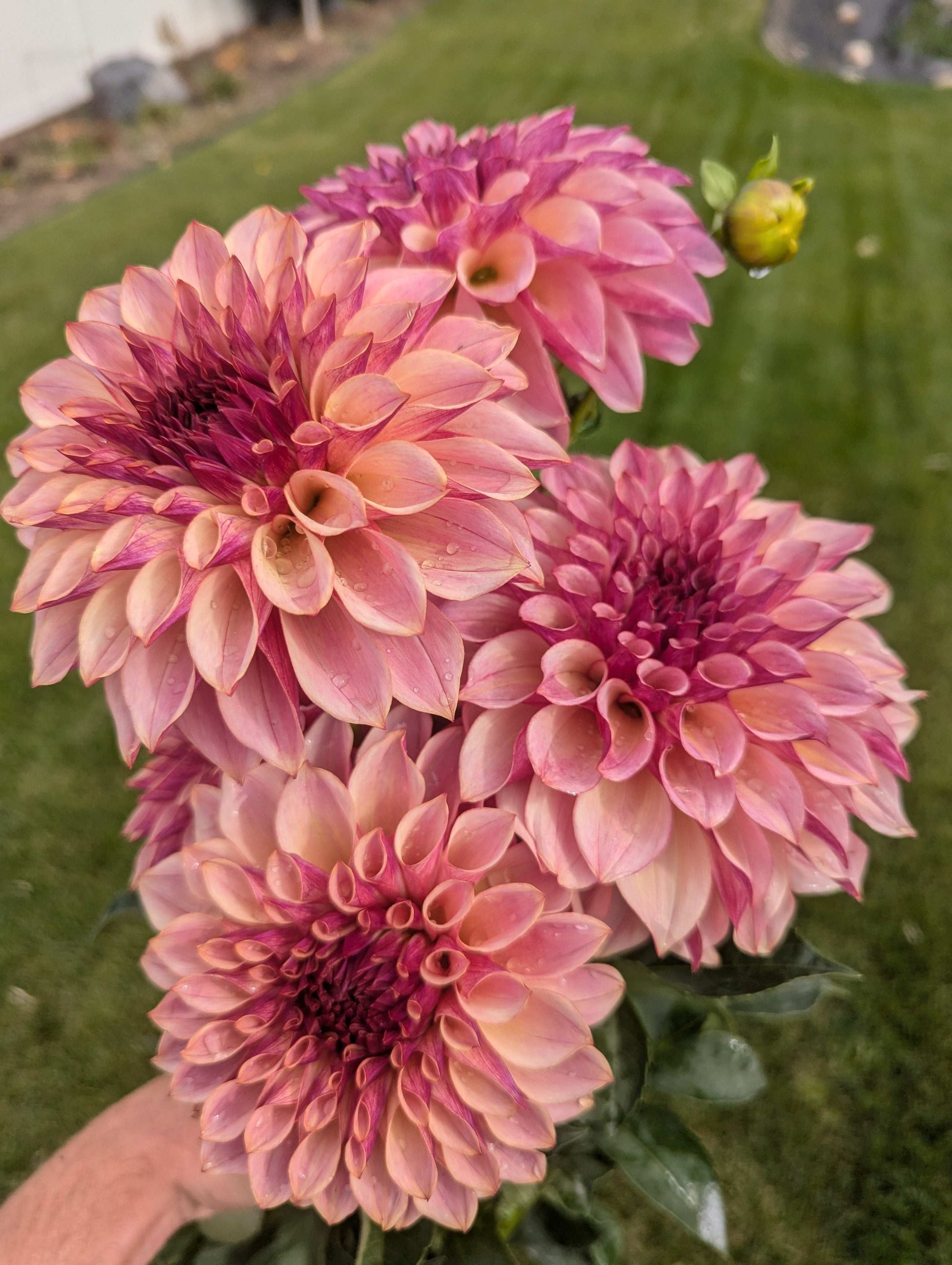 Cafe Mauve (Rooted Cutting)