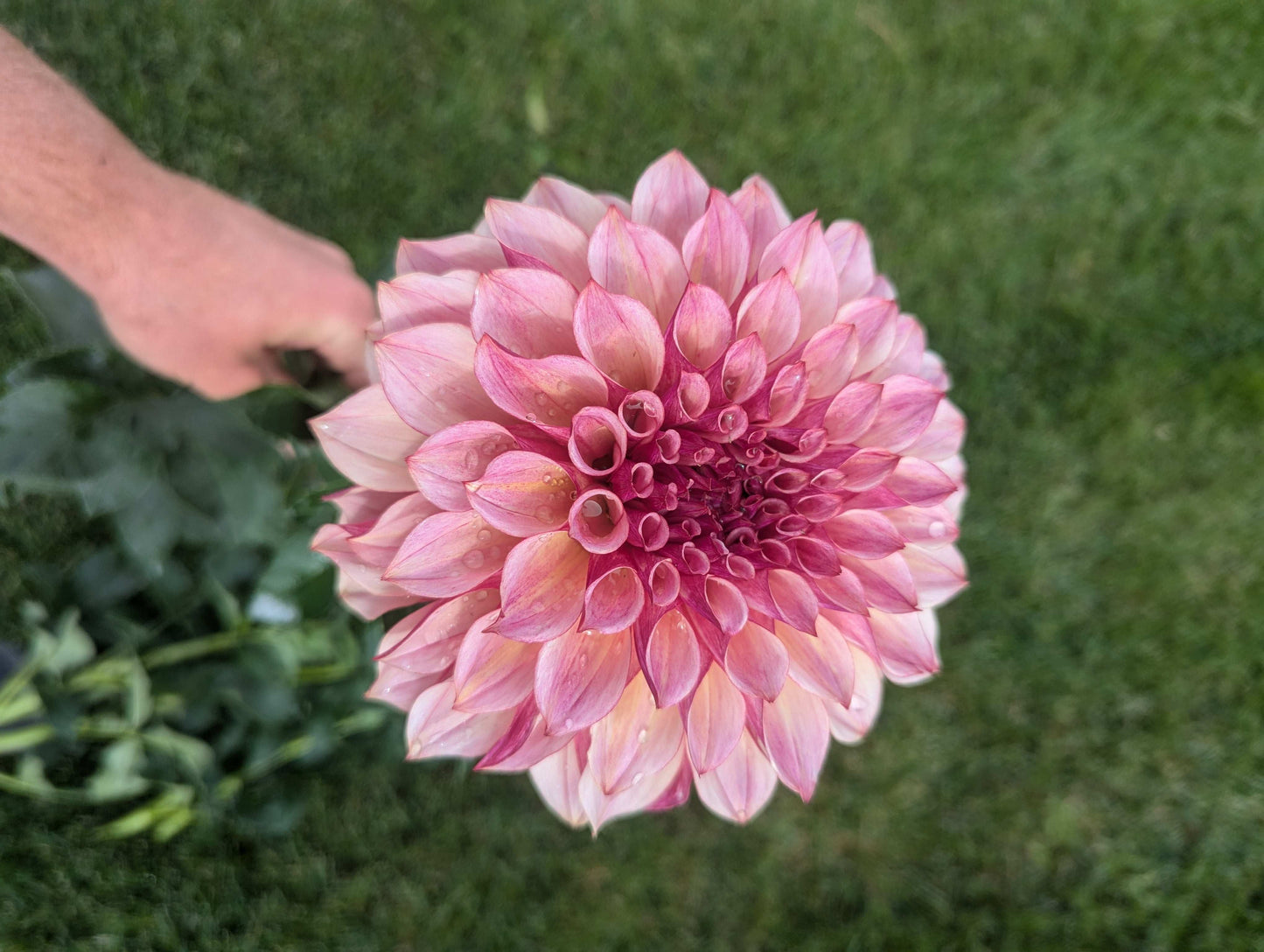 Cafe Mauve (Rooted Cutting)