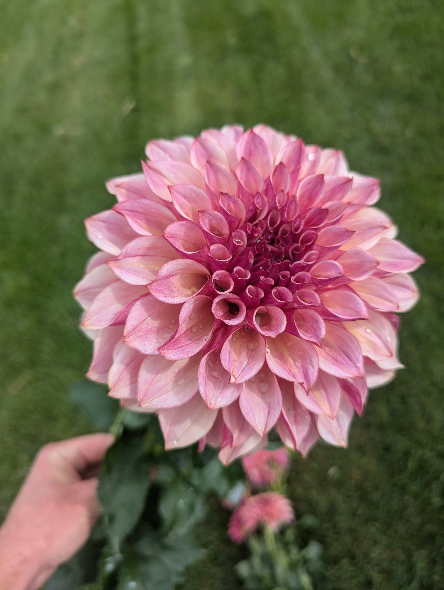 Cafe Mauve (Rooted Cutting)