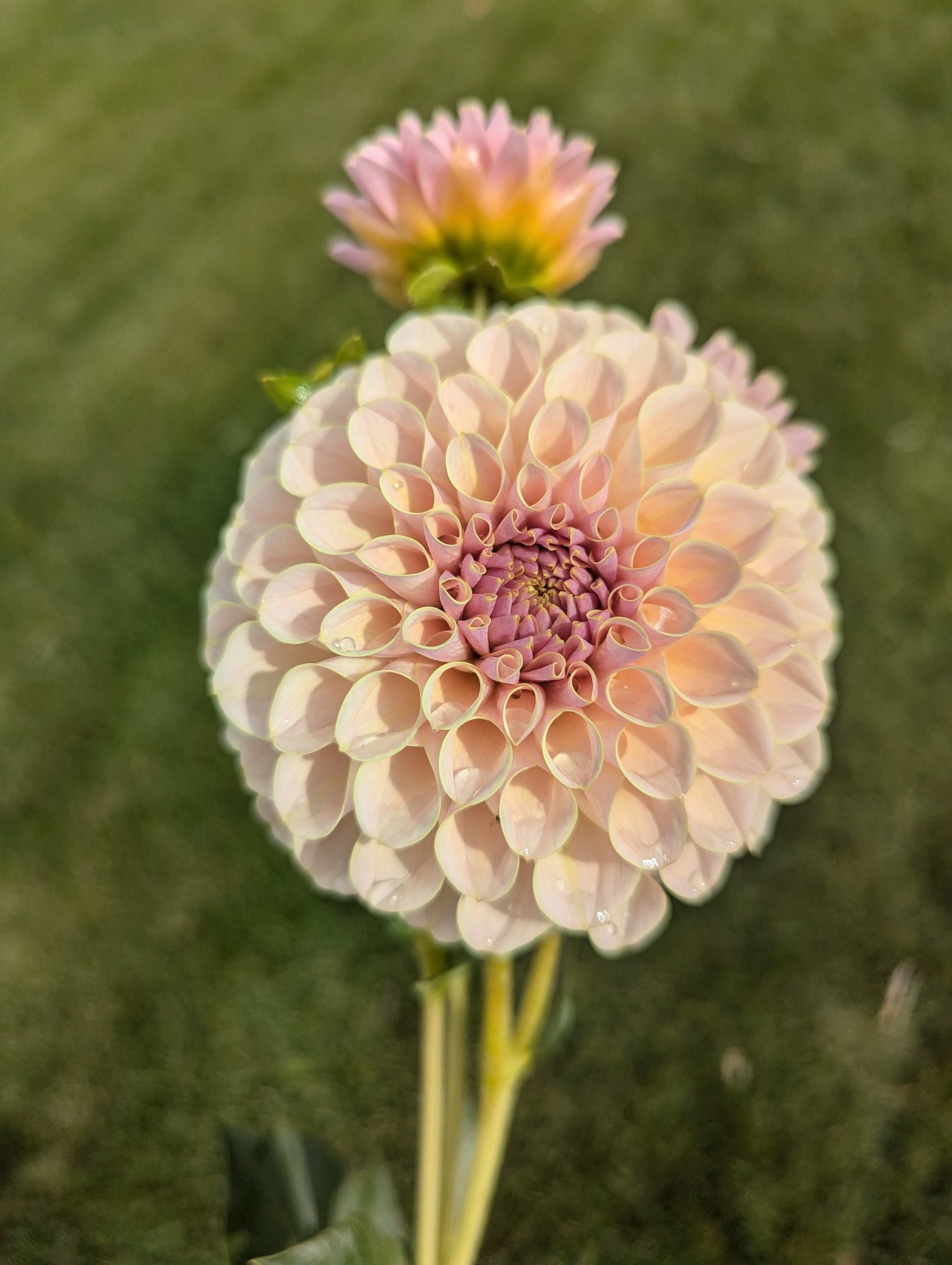 Cinder Rose (Rooted Cutting)