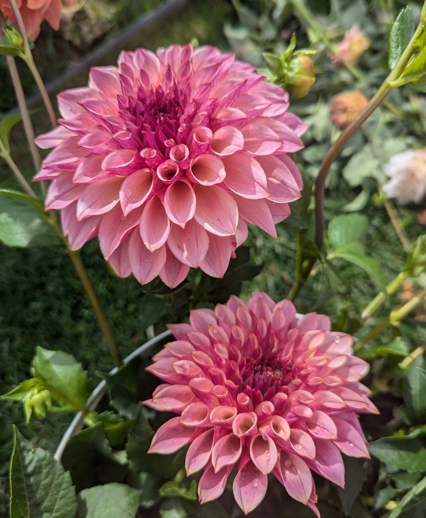 Cafe Mauve (Rooted Cutting)