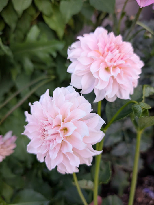 Levi's Opal Twist (Rooted Cuttings)