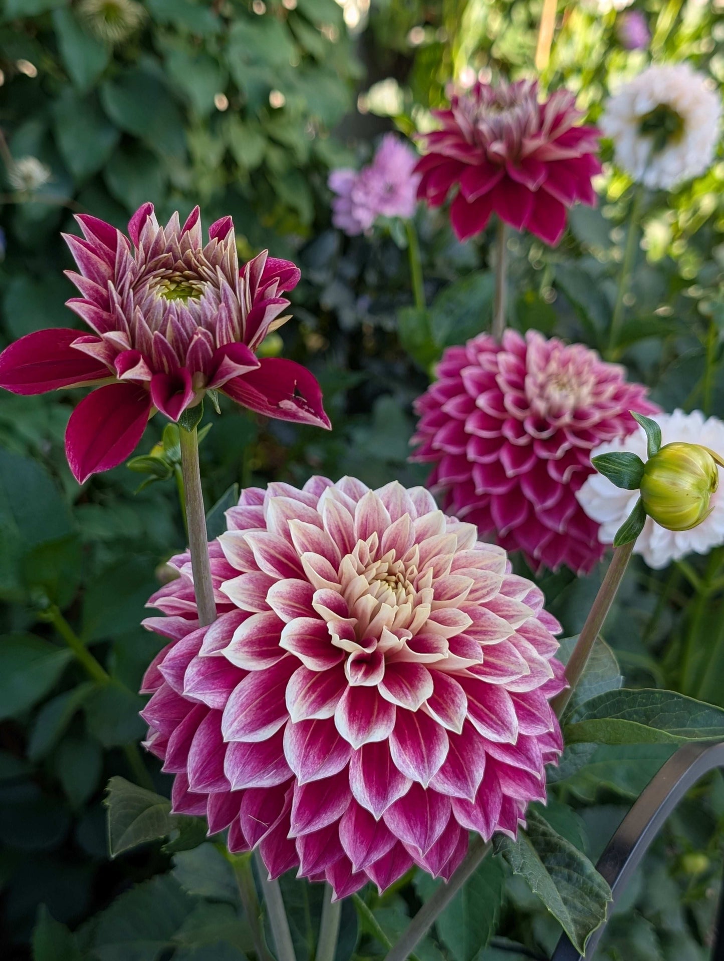 Hapet Cinderella (Rooted Cuttings)