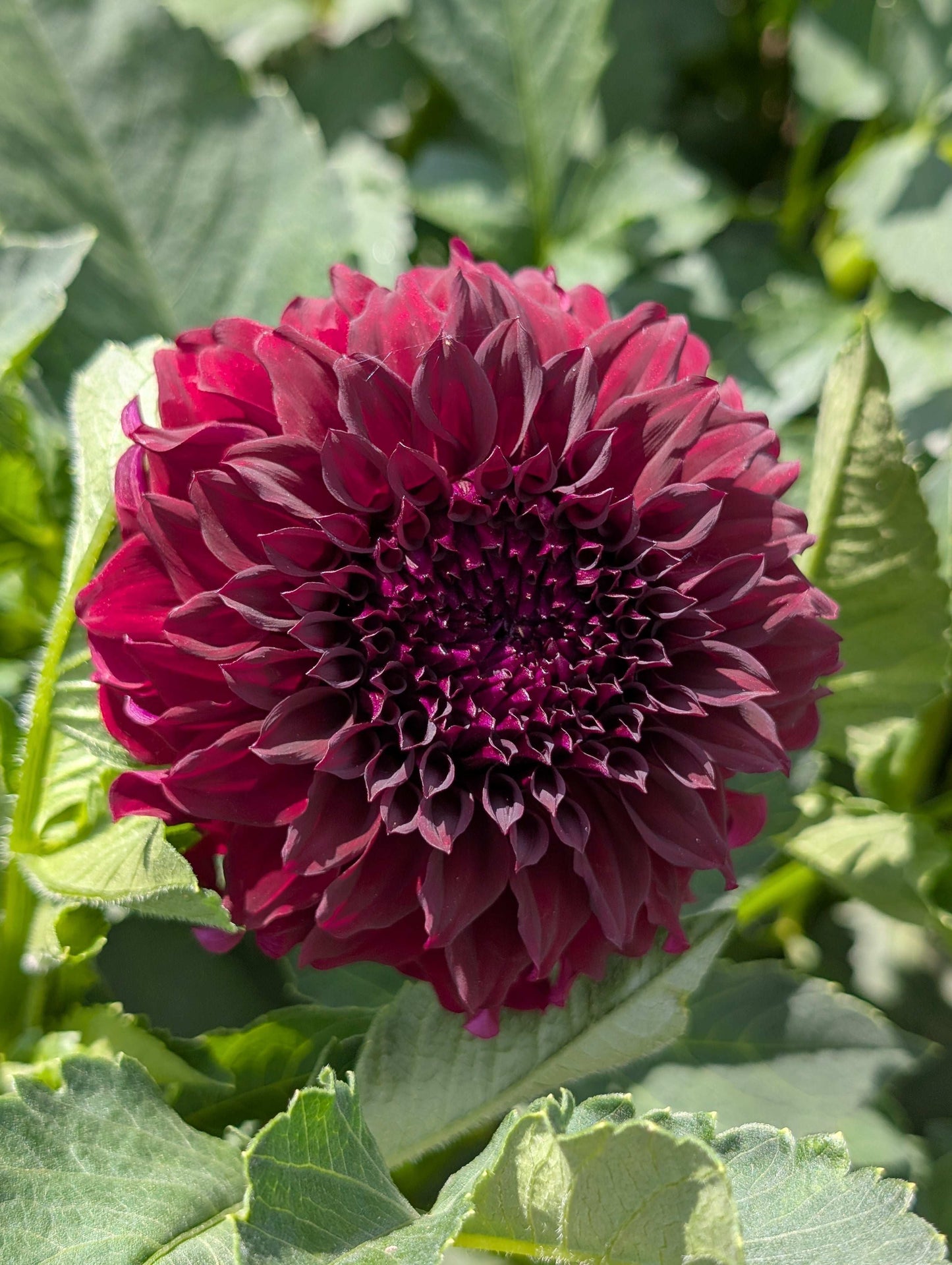 River's Penelope (Rooted Cutting)