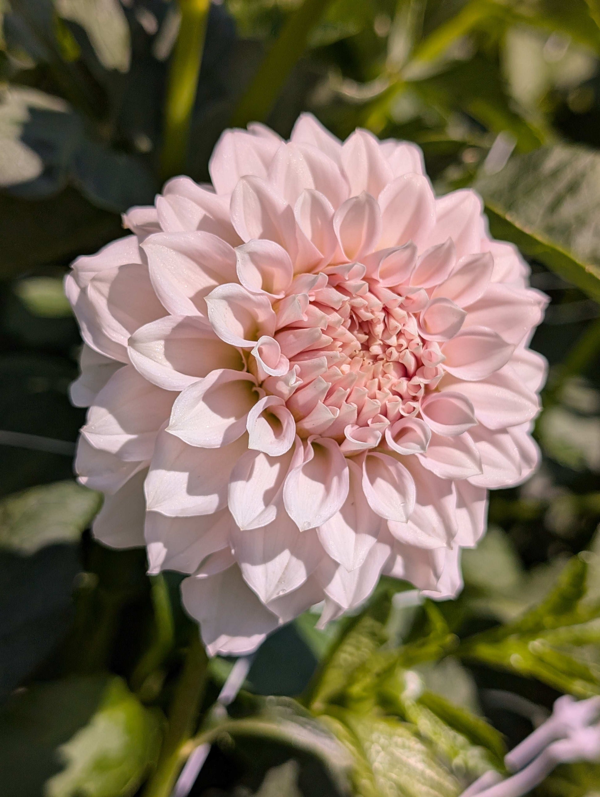 Levi's Opal Twist (Rooted Cuttings)