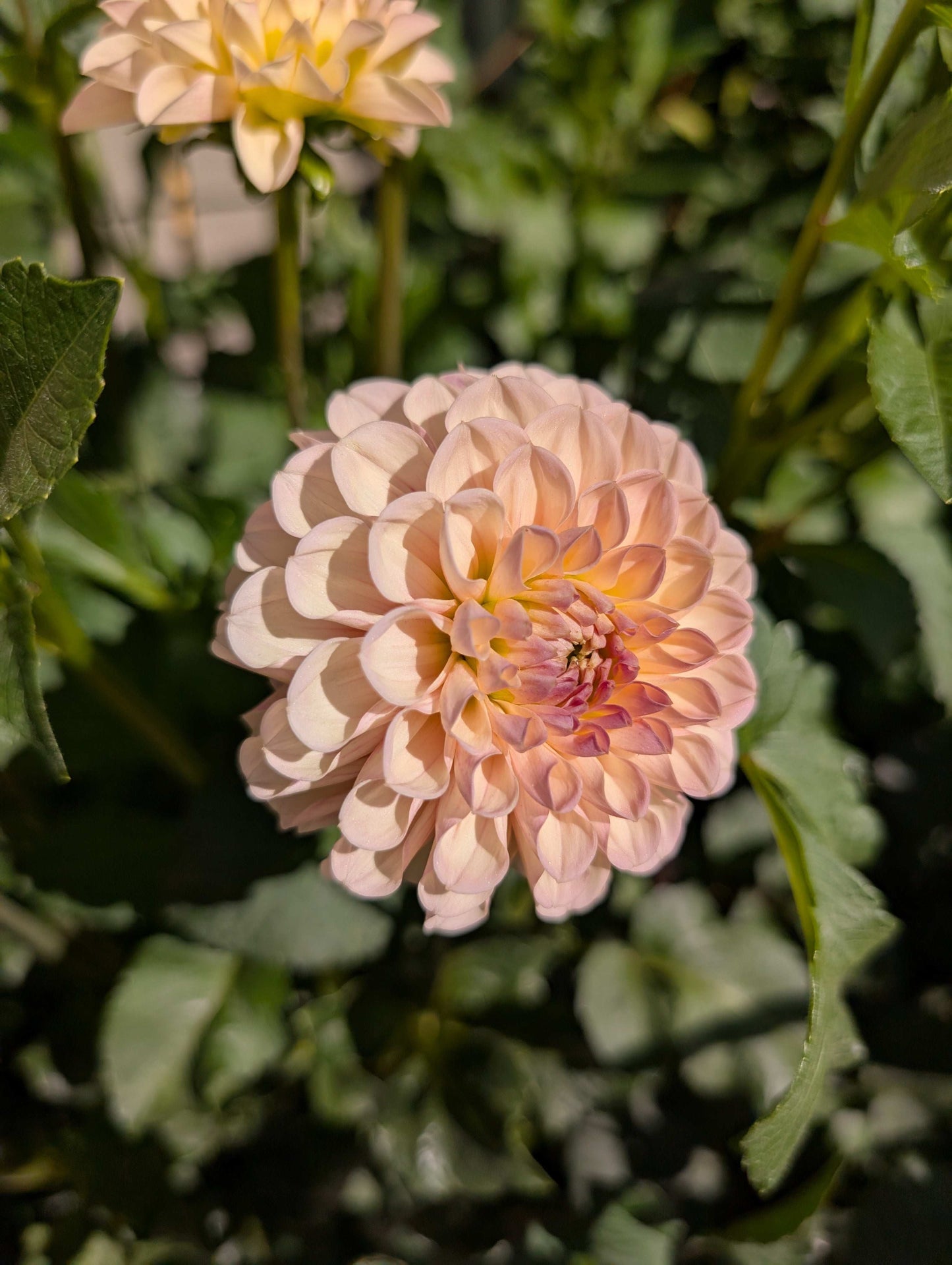 Levi's Revenant (Rooted Cuttings)