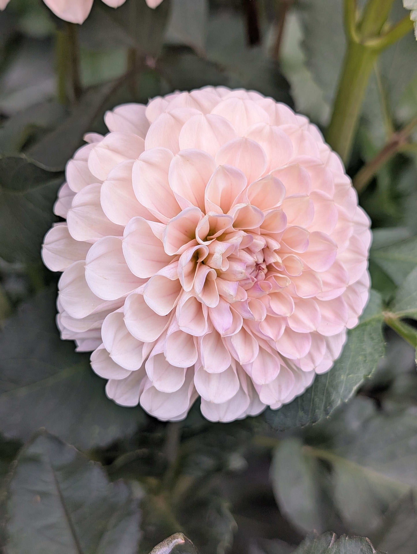 Levi's Revenant (Rooted Cuttings)