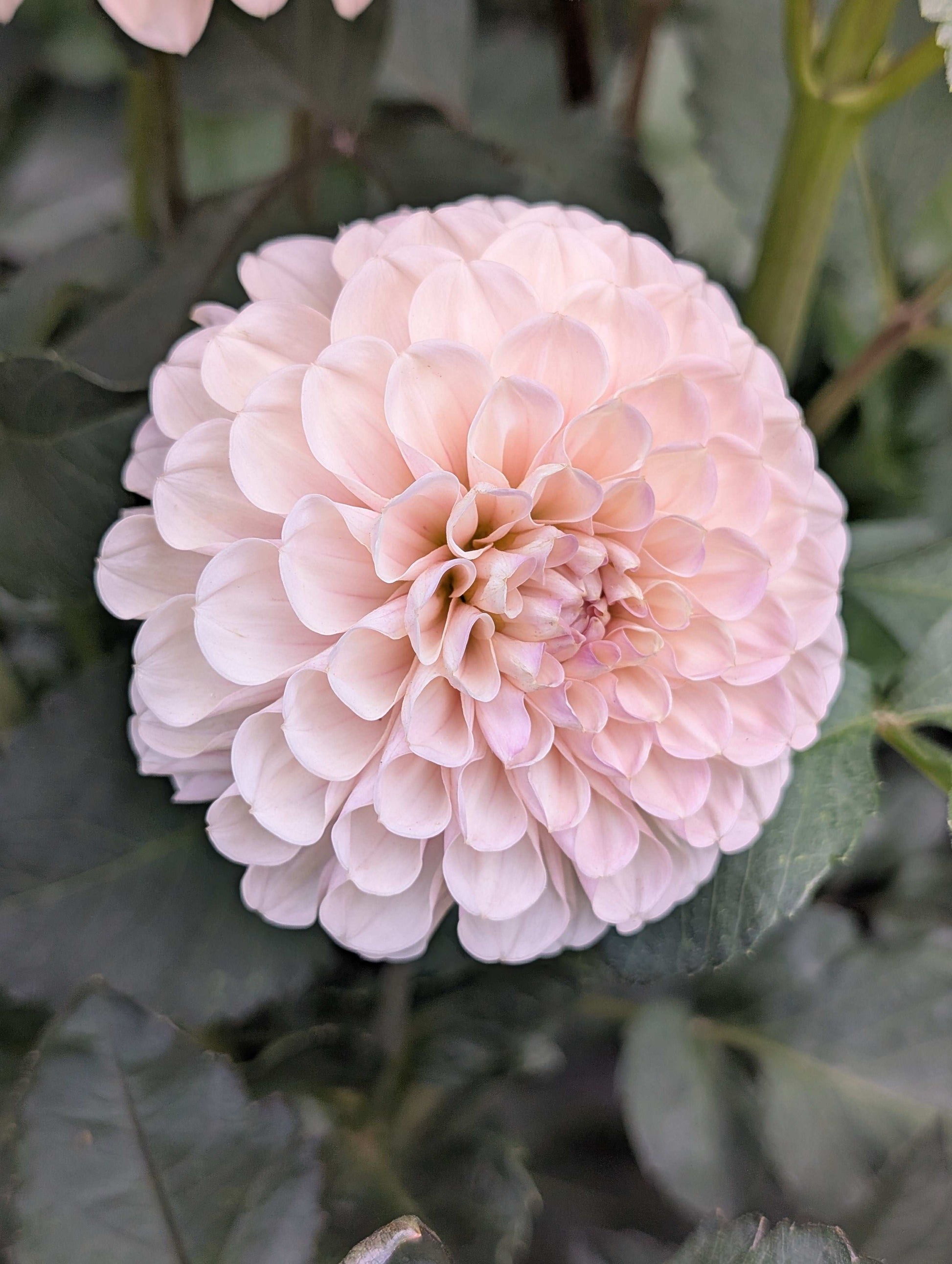 Levi's Revenant (Rooted Cuttings)