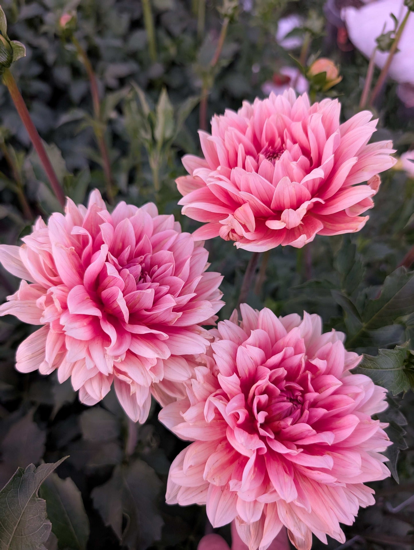 Carolina Wagemans (Rooted Cuttings)