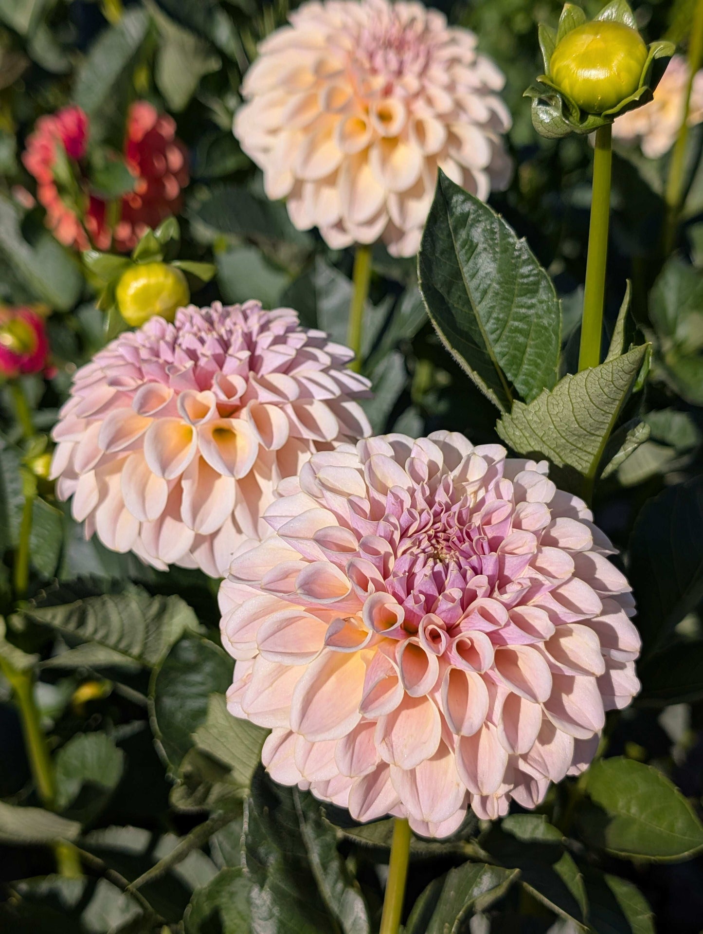 Cinder Rose (Rooted Cutting)