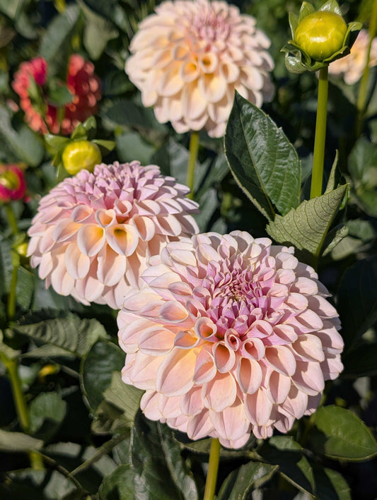 Cinder Rose (Rooted Cutting)