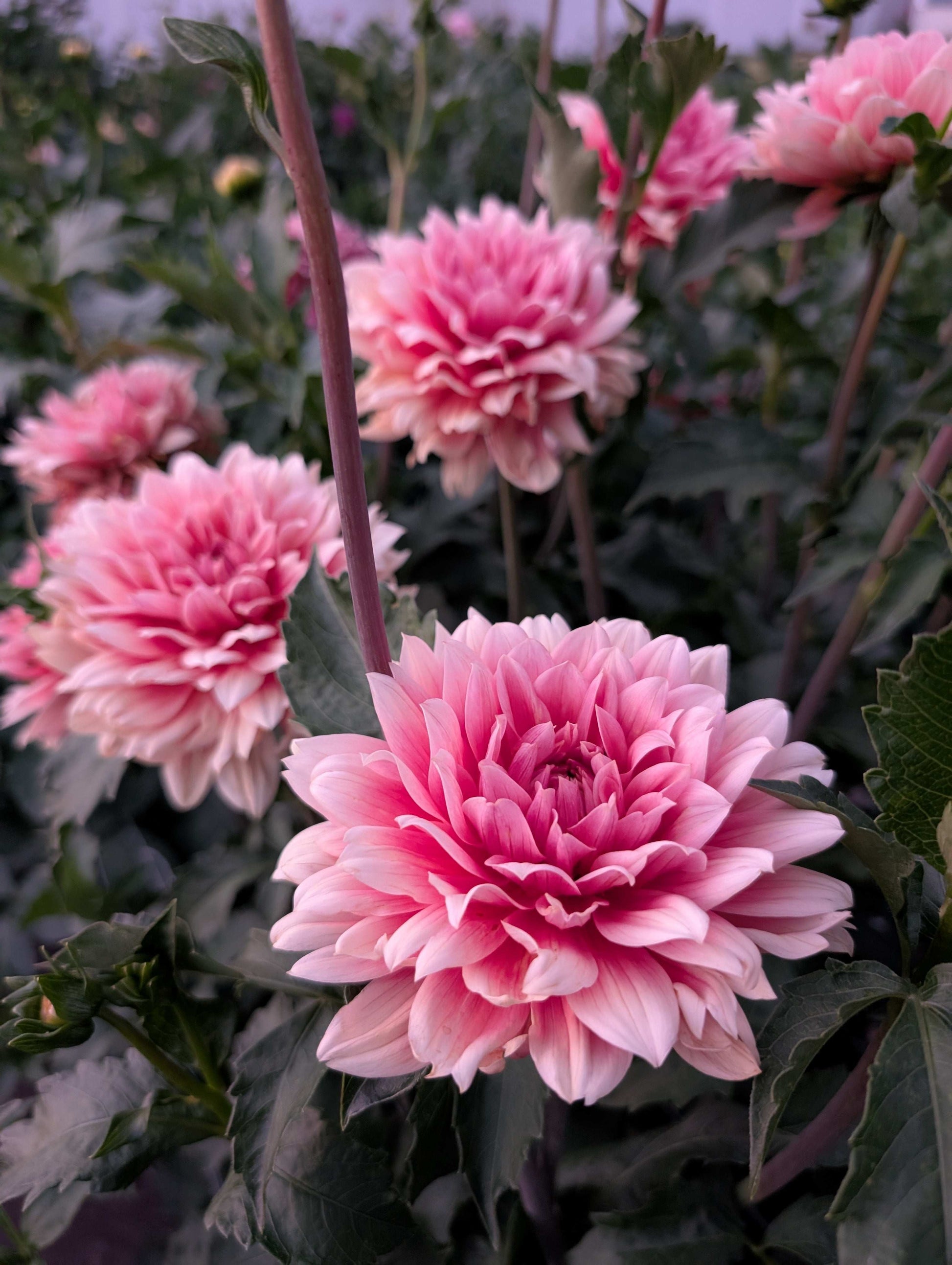 Carolina Wagemans (Rooted Cuttings)