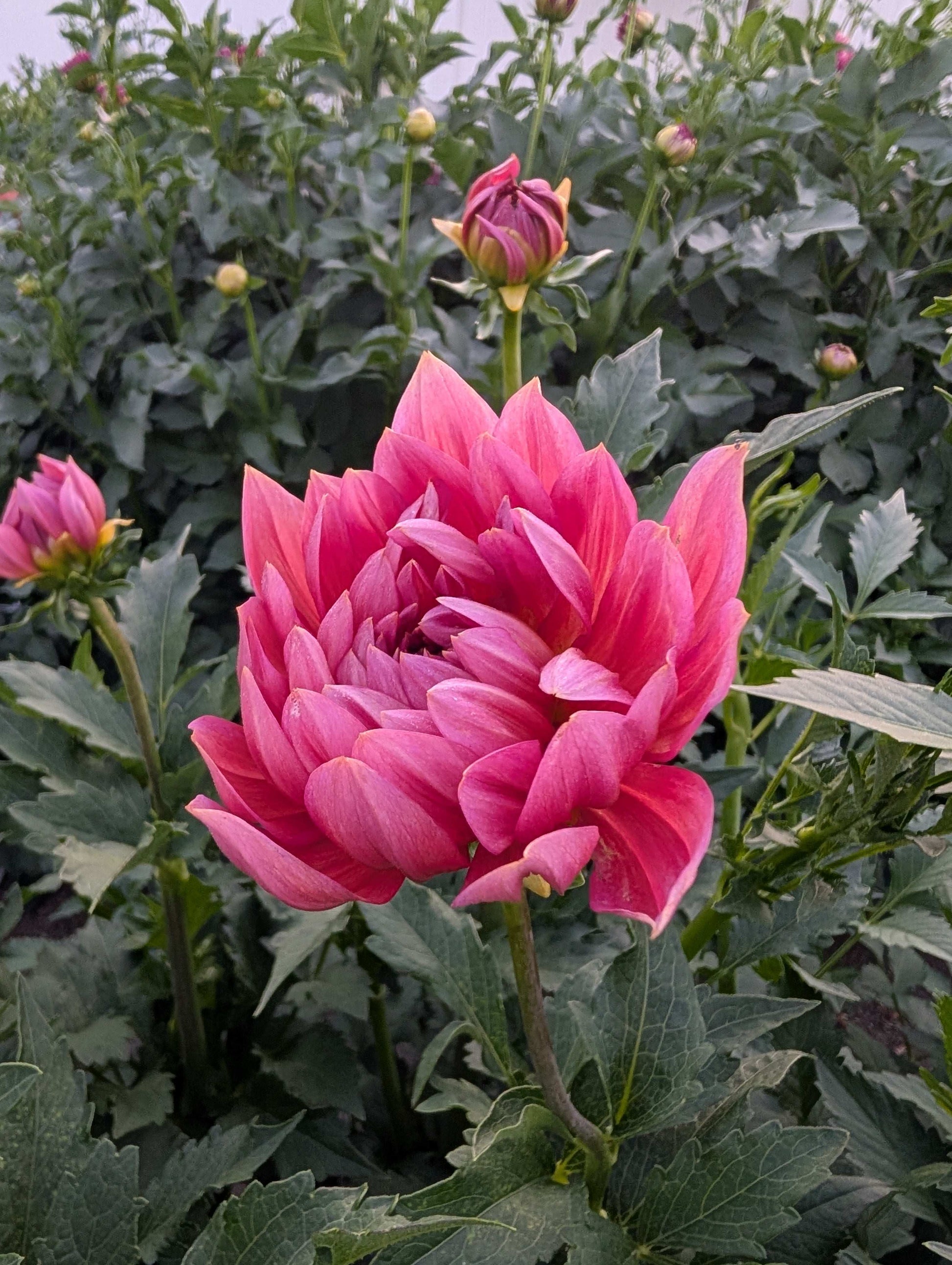 Hollyhill Daydream (Rooted Cutting)