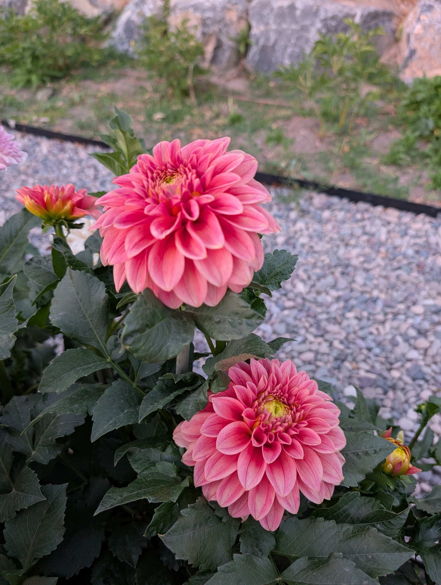 Guava (Rooted Cutting)