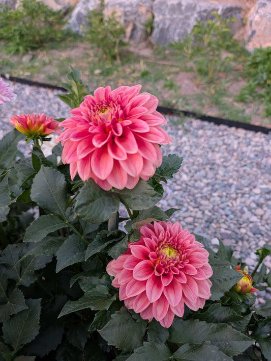 Guava (Rooted Cutting)